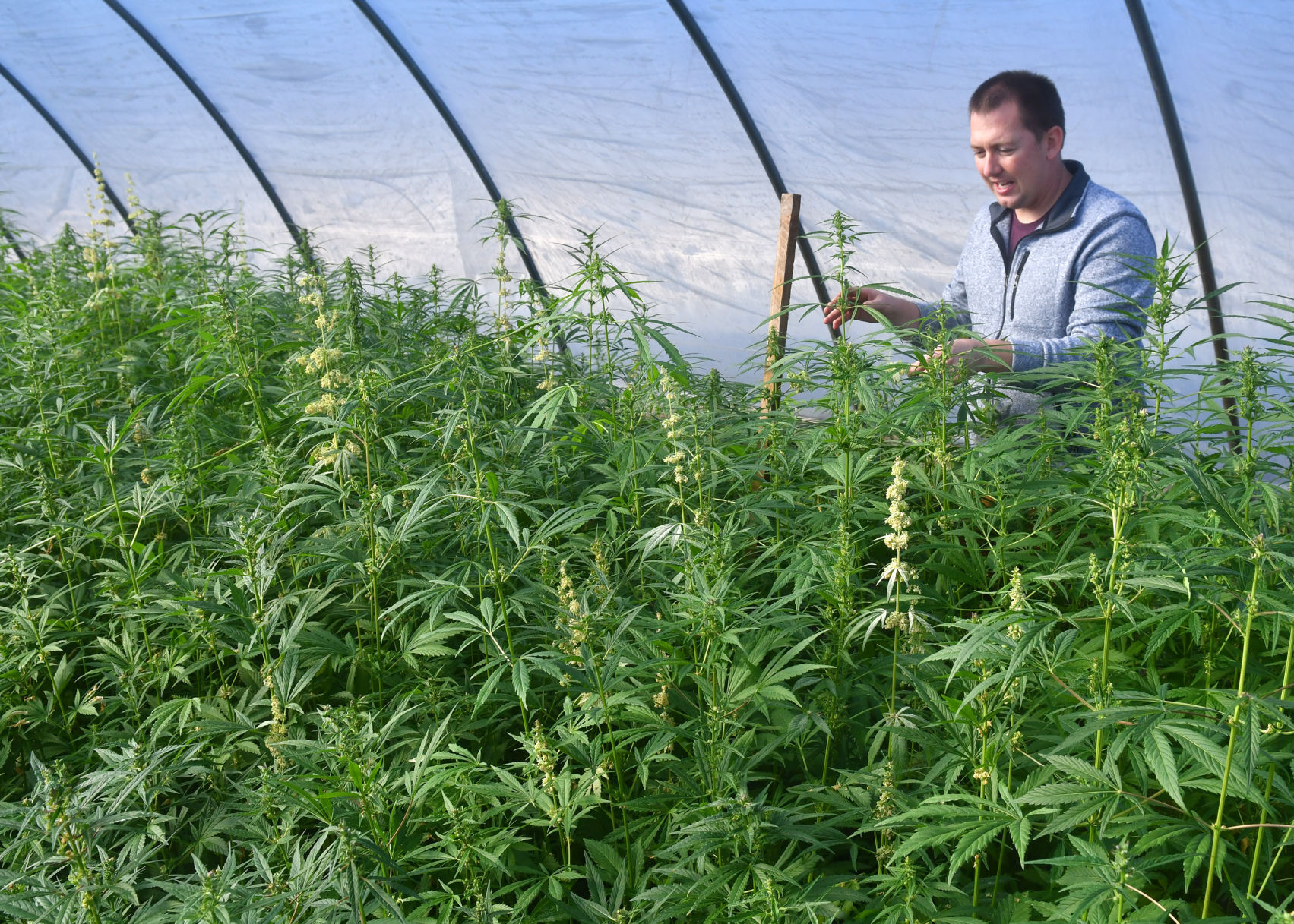 120520-qc-nws-hemp-064